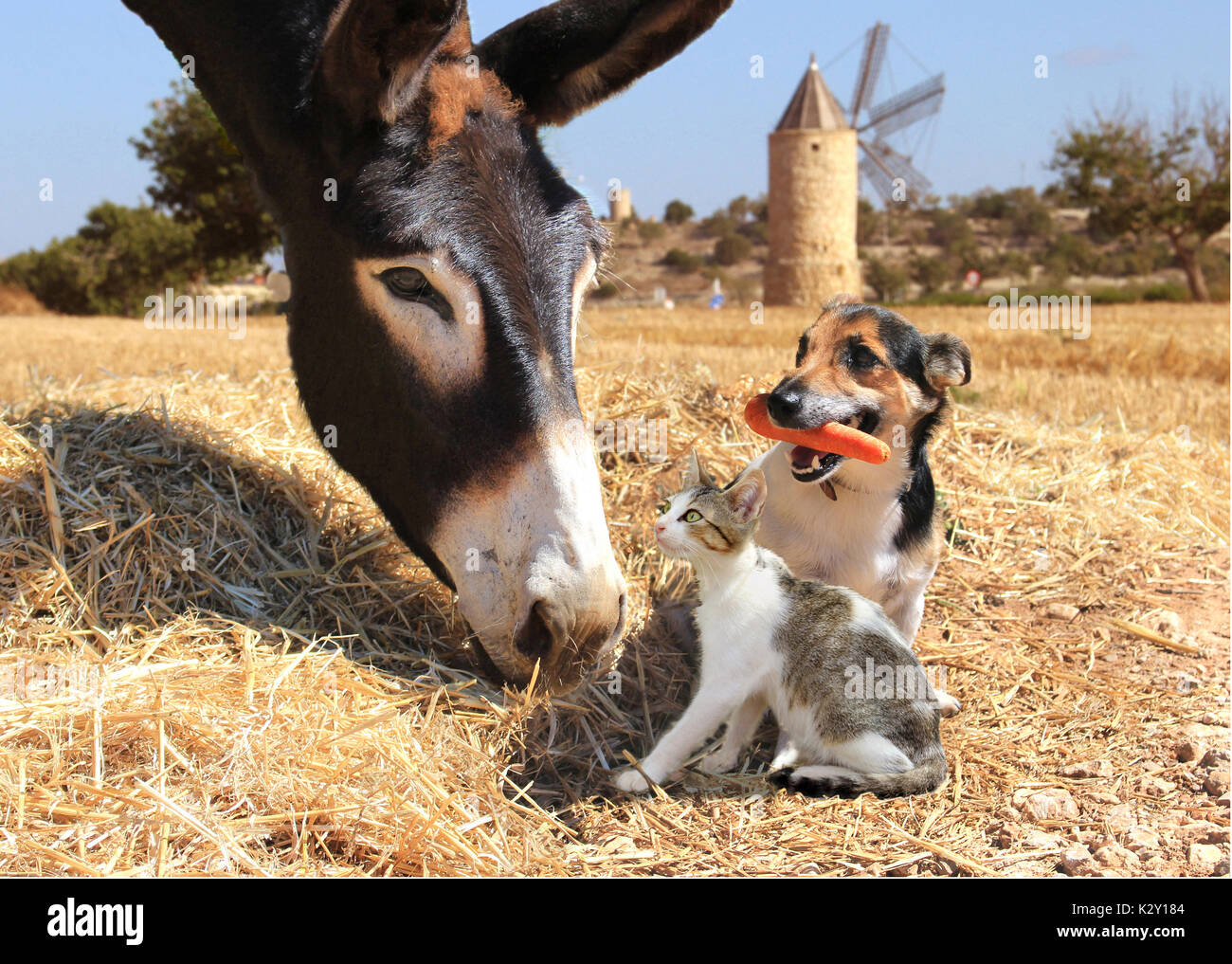 Straw dog hires stock photography and images Alamy