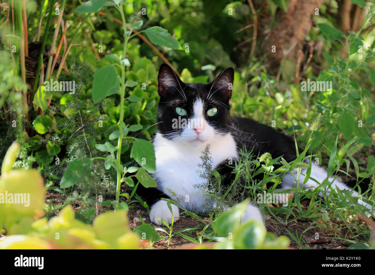 domestic cat, tuxedo, lying in the shadow among green plants in the garden Stock Photo