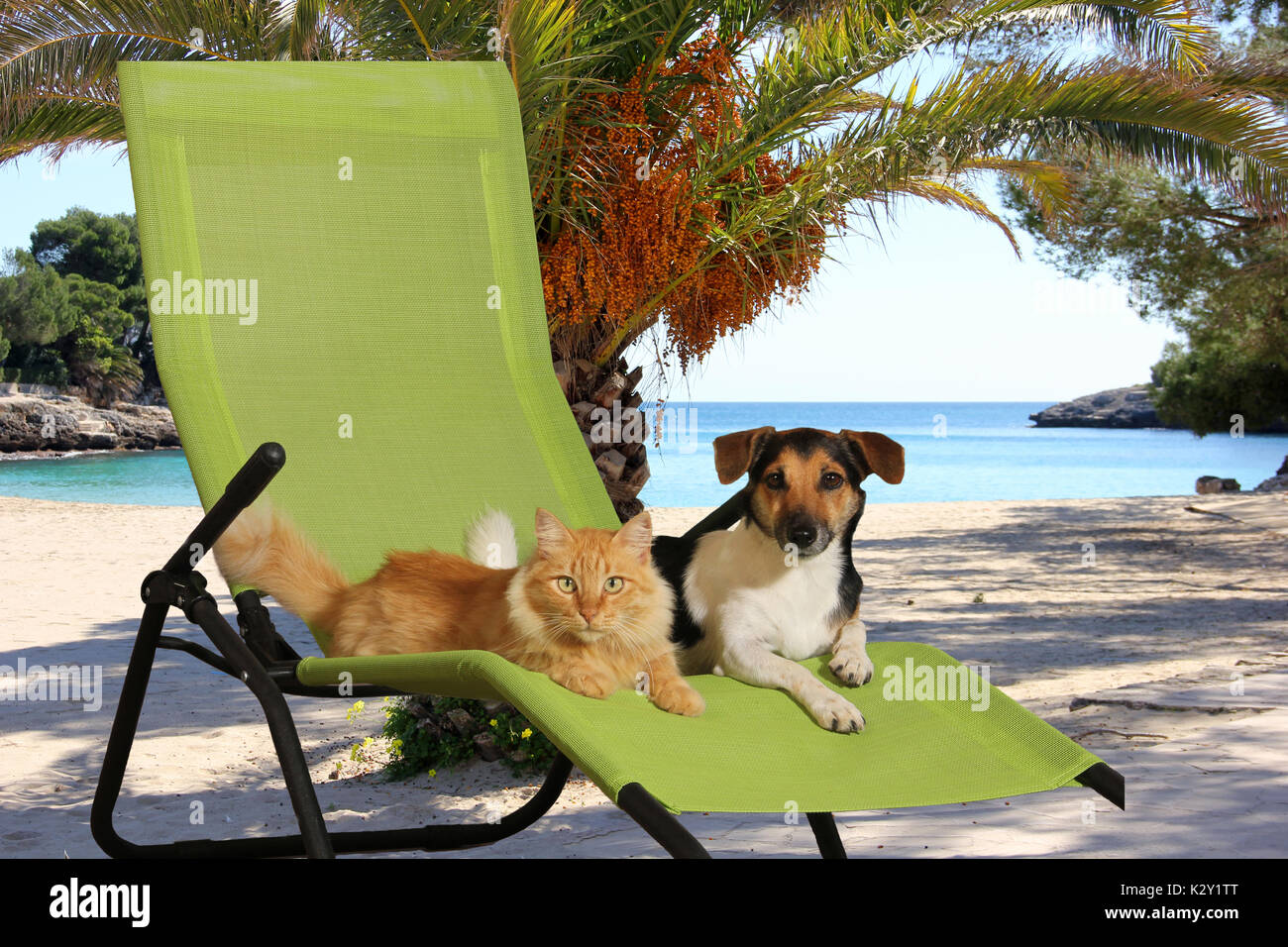 domestic cat and jack russell dog lying on a green sunbathing at the beach by the sea Stock Photo