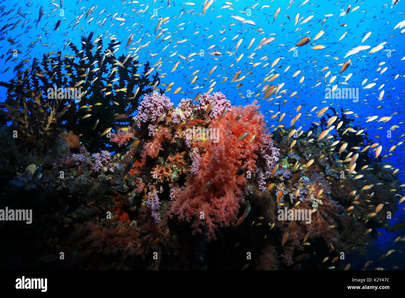 Small Tropical Oceans