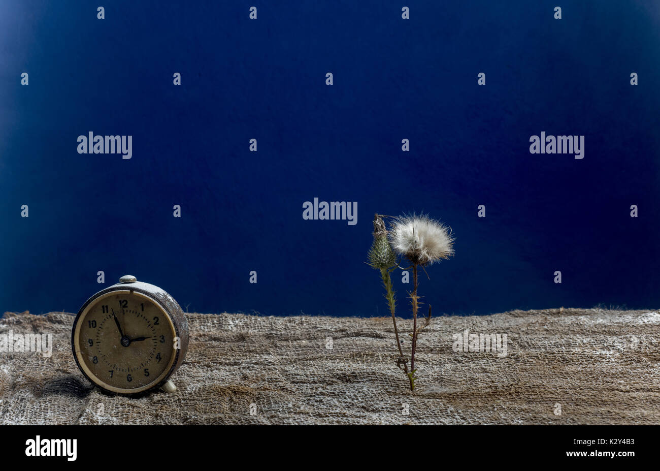 beautiful flower and an alarm clock on the ground on a bright blue background Stock Photo