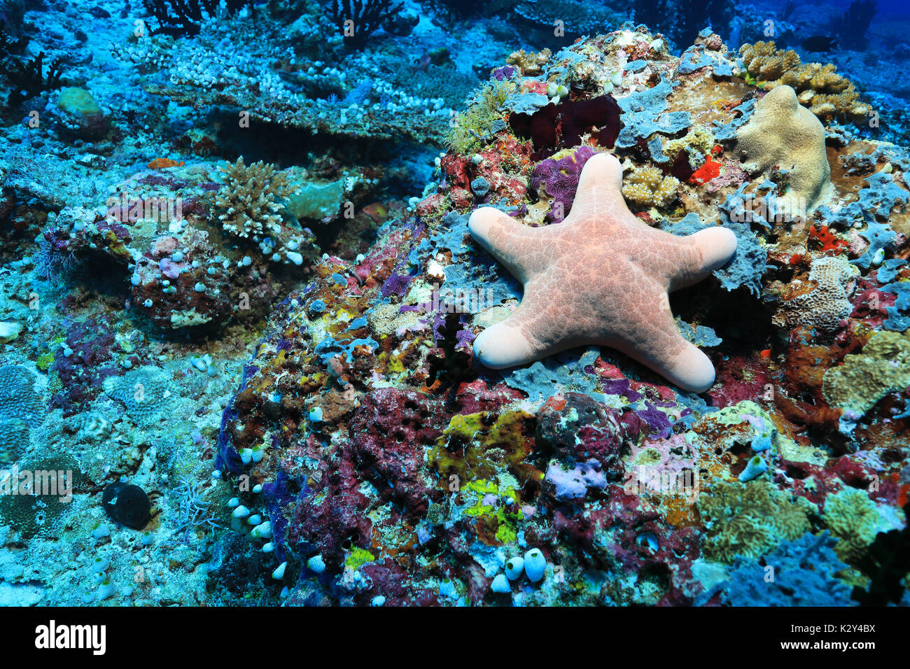 Granular starfish (Choriaster granulatus) underwater in the coral reef of the Maldives Stock Photo
