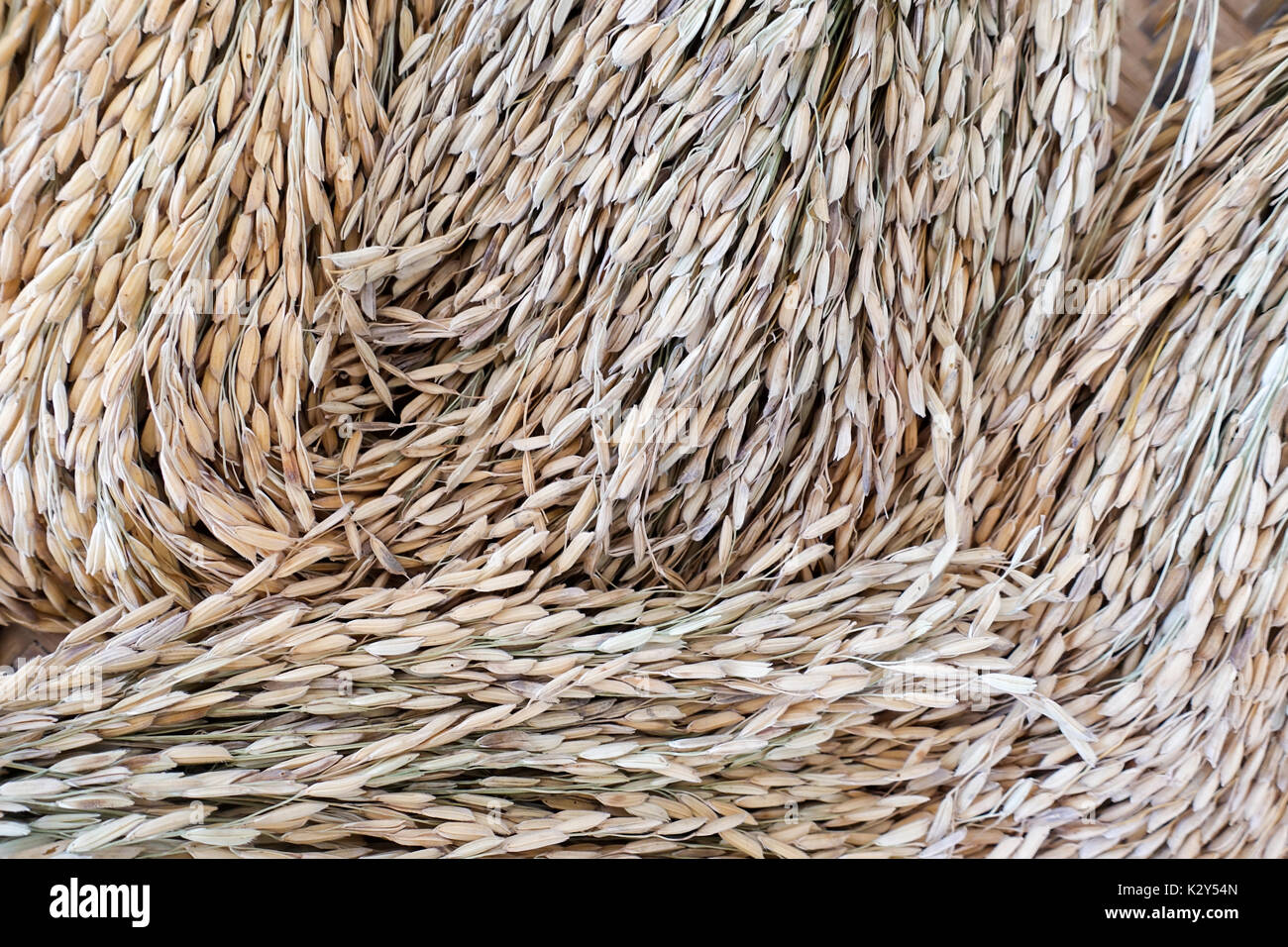 Dry Paddy Rice Or Ears Of Paddy Rice Closeup Stock Photo Alamy