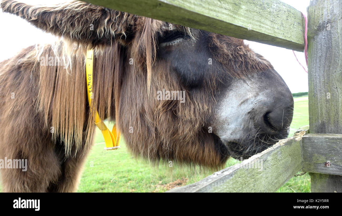 The Sidmouth Donkey Sanctuary, Devon, UK Stock Photo Alamy