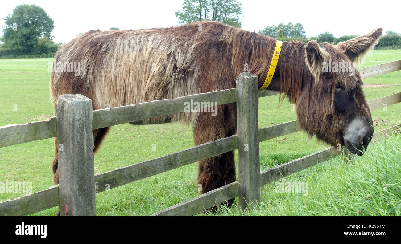The Sidmouth Donkey Sanctuary, Devon, UK Stock Photo Alamy