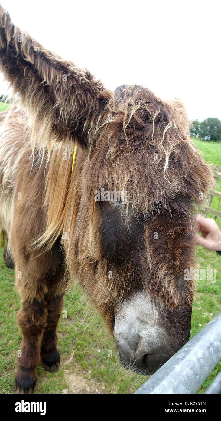 The Sidmouth Donkey Sanctuary, Devon, UK Stock Photo Alamy