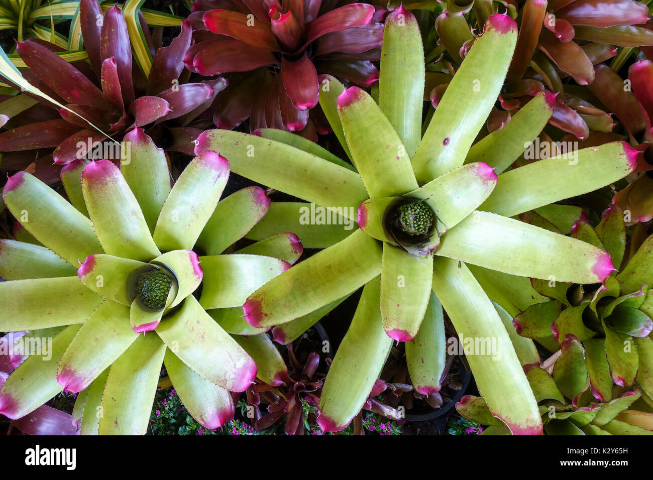 Beautiful bromeliad background - Colorful of bromeliad garden - top view Stock Photo