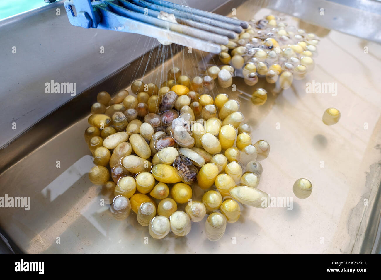 Silkworm nets in water Pull silk process Stock Photo Alamy