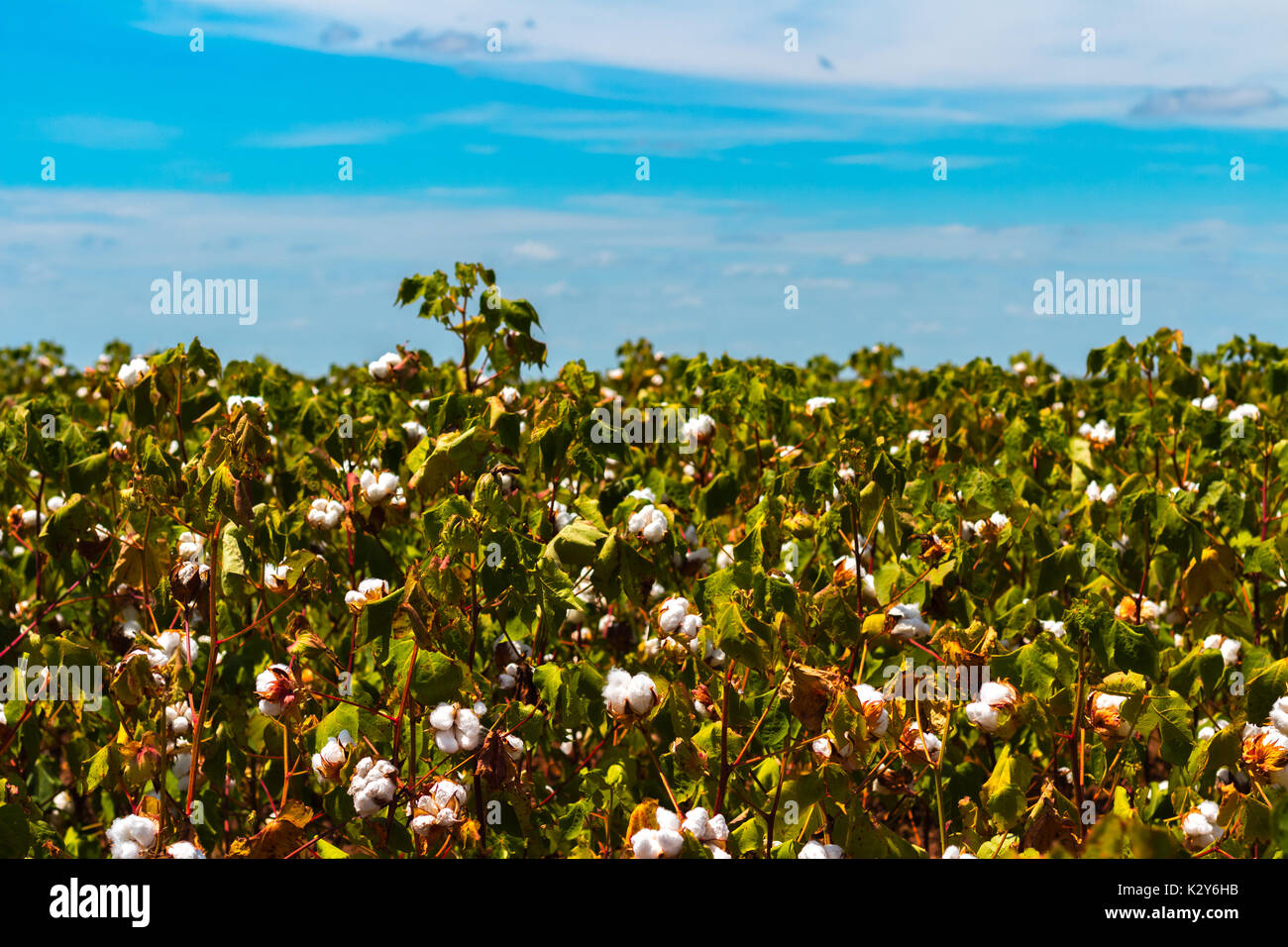Texas cotton farming summer hi-res stock photography and images - Alamy