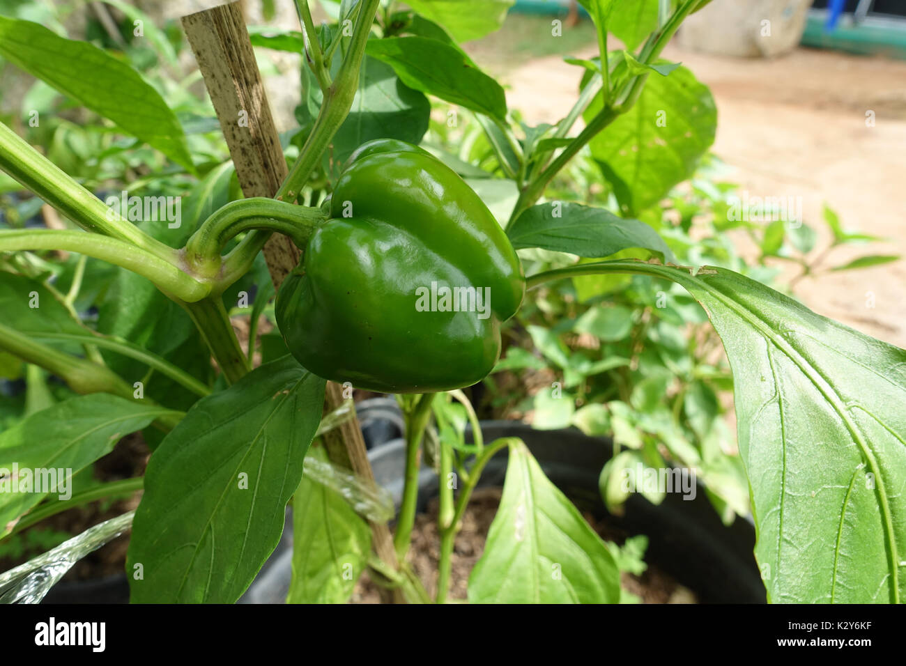 Bell peppers growing on tree hi-res stock photography and images - Alamy