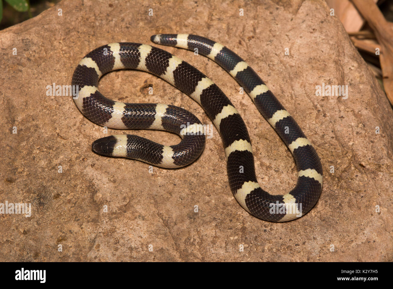 Mexican Short-tailed Snake (Sympholis lippiens) from Sonora, México. Stock Photo