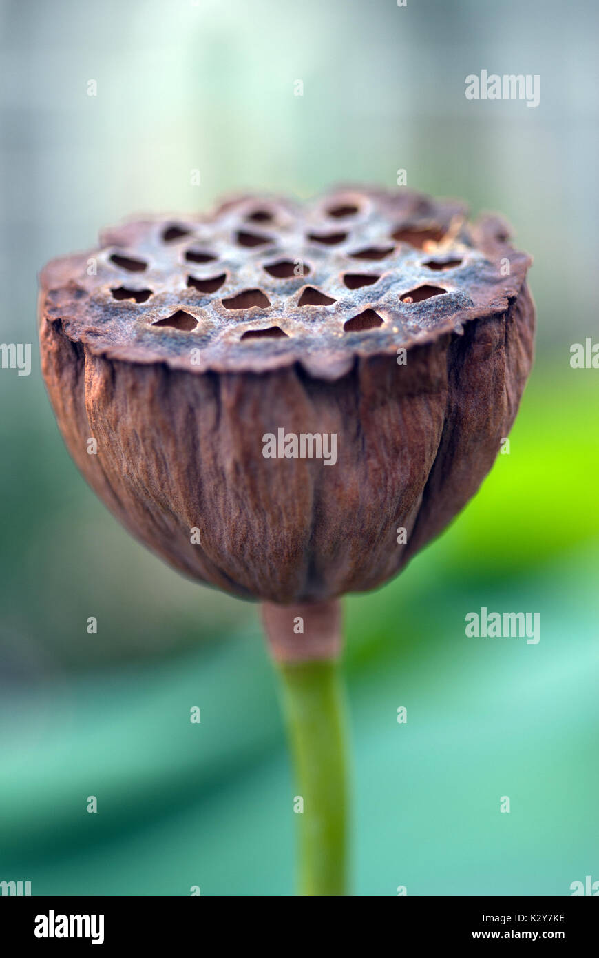 Lotus seed head Stock Photo Alamy