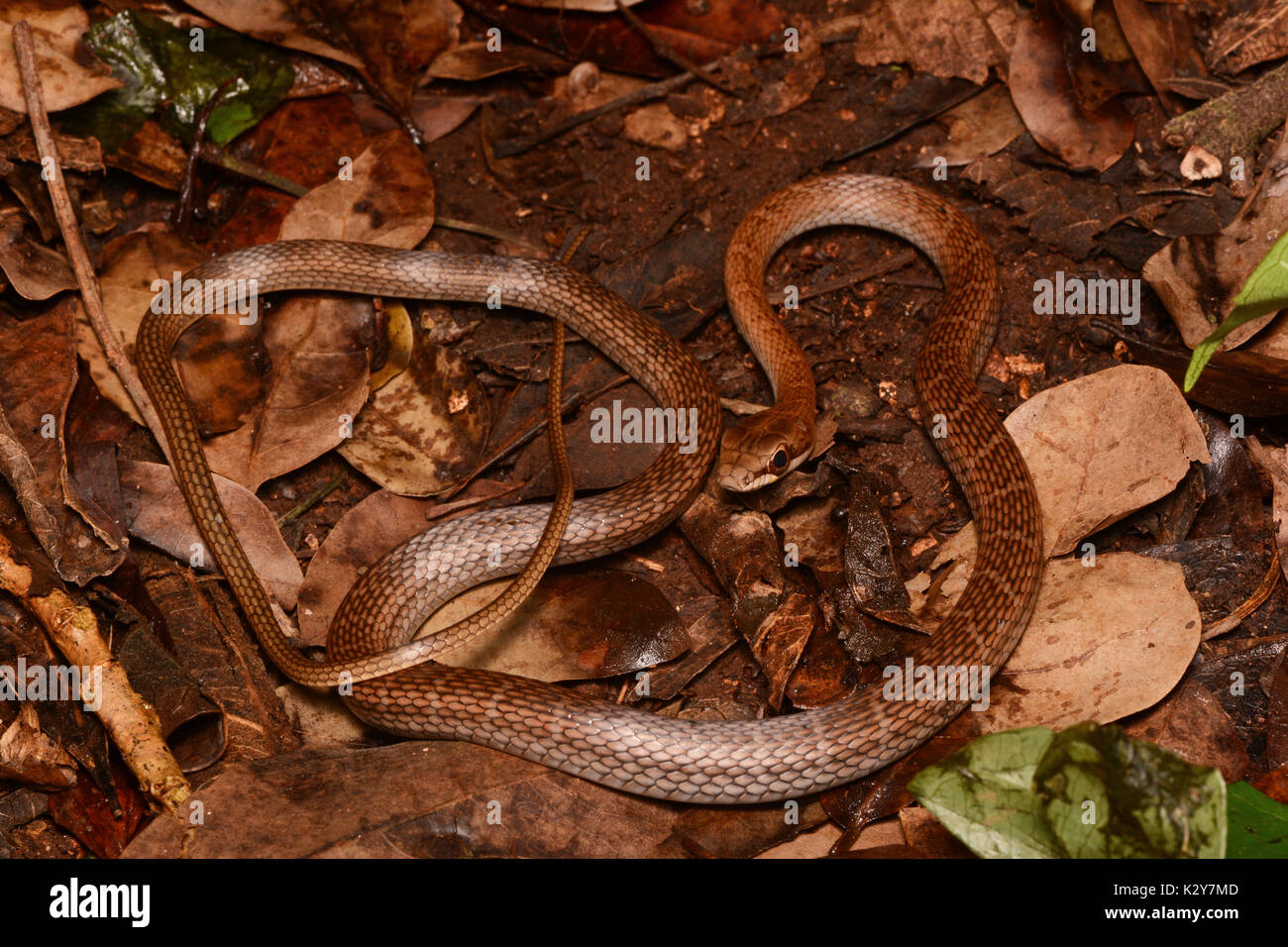 Salmon-bellied Racer (Mastigodryas melanolomus) from Yucatán, México. Stock Photo