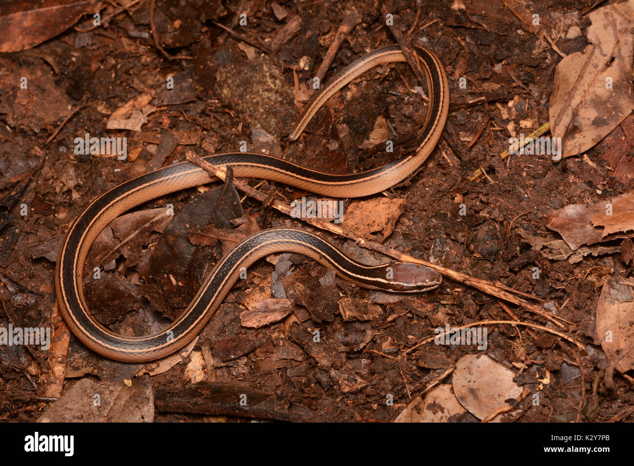 Schmidt's Black-striped Snake (Coniophanes schmidti) from Yucatán, México. Stock Photo