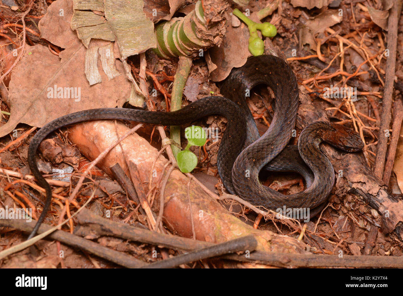 Ridge-nosed Snake (Amastridium veliferum) from Limón Province, Costa Rica. Stock Photo