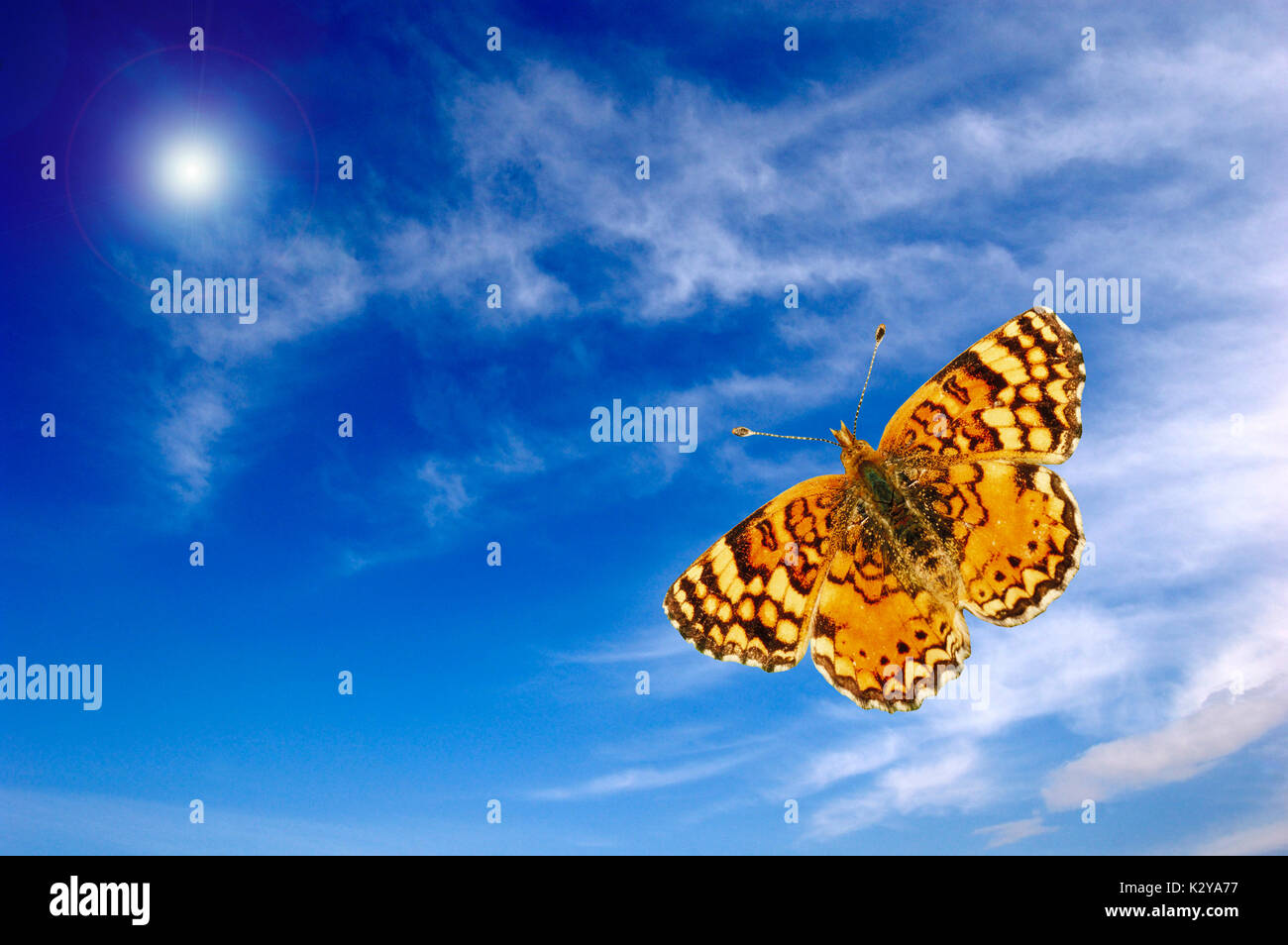 Butterfly flying hires stock photography and images Alamy