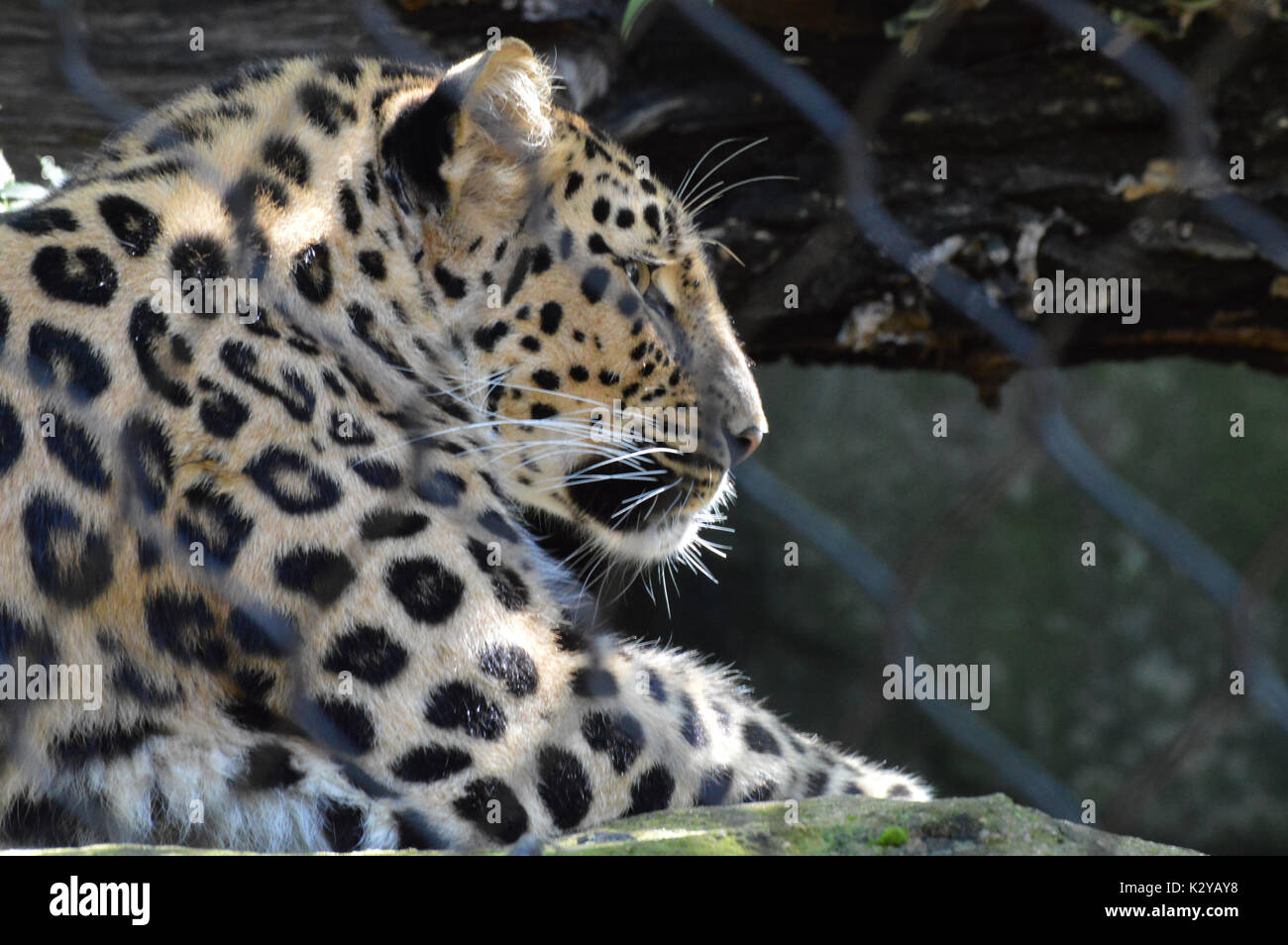 Leopard spots rocks hi-res stock photography and images - Alamy