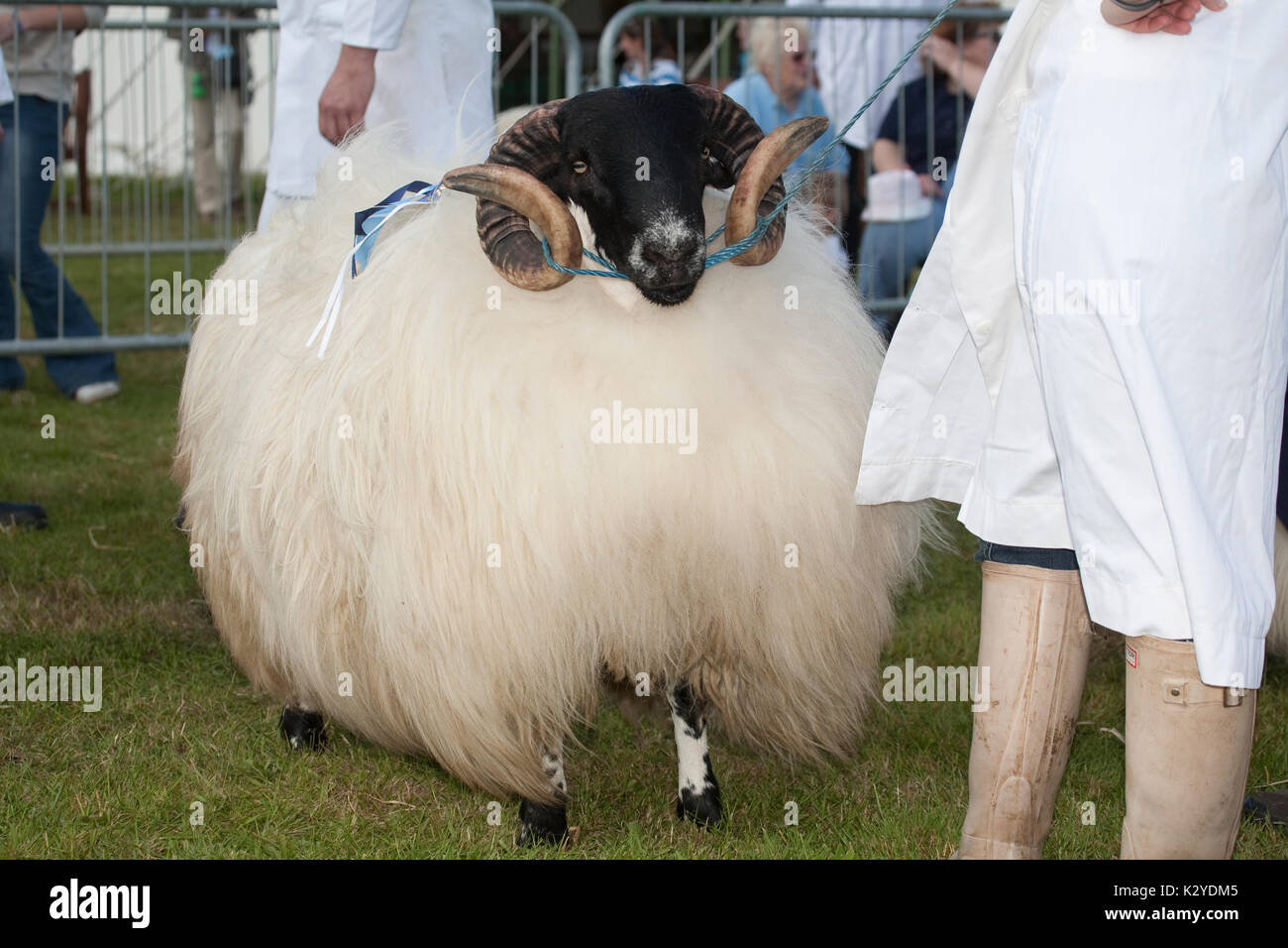 Devon County Show 2009, Judging sheep Stock Photo Alamy