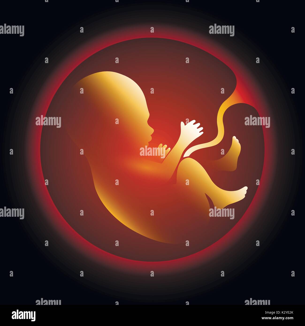 Human fetus in utero vector illustration. Pregnant womb, pregnancy health and prenatal unborn baby icon Stock Vector