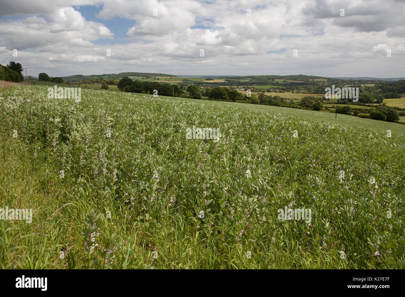 Bean field, killerton Devon Stock Photo
