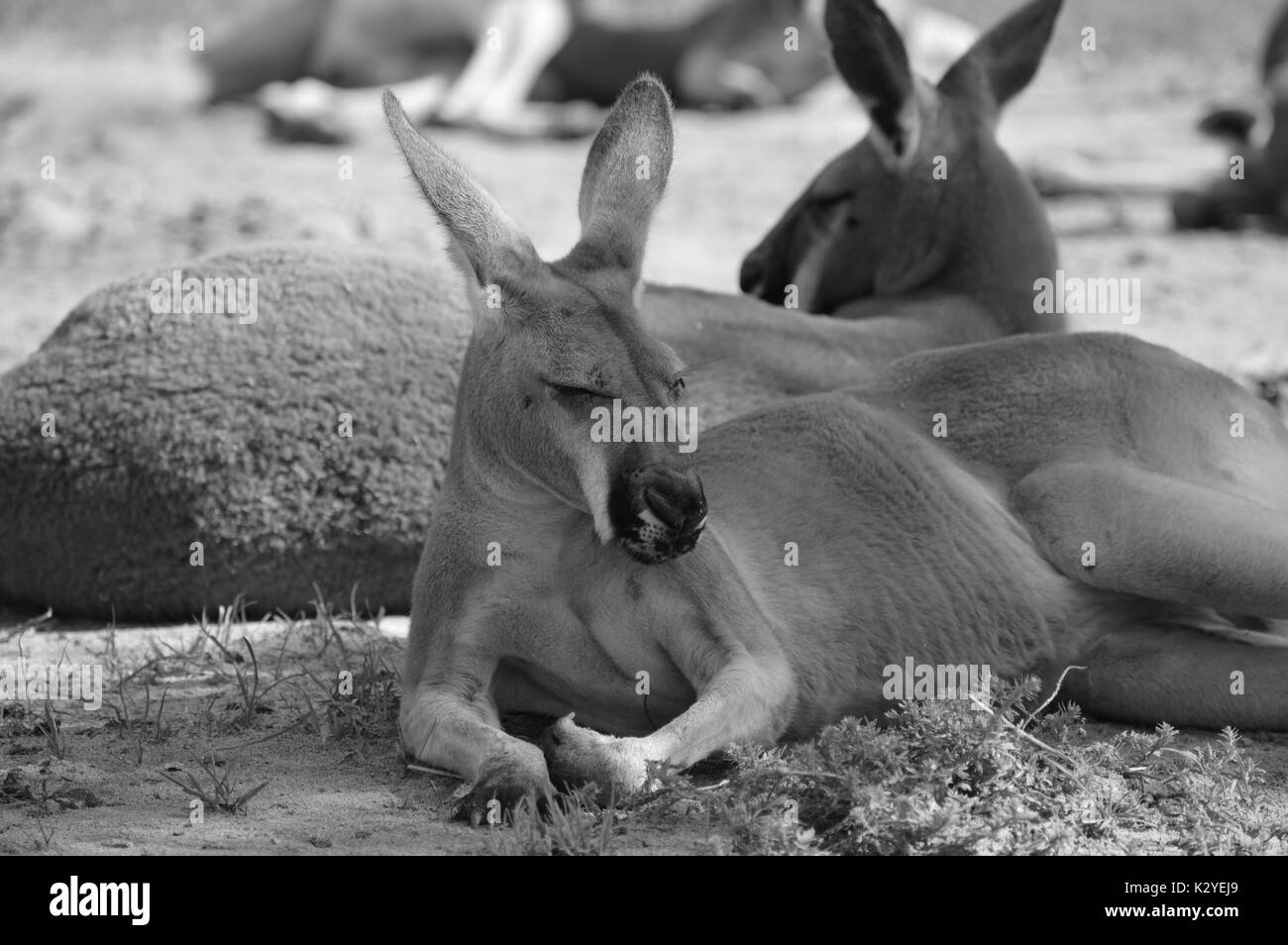Kangaroo face Black and White Stock Photos & Images Alamy