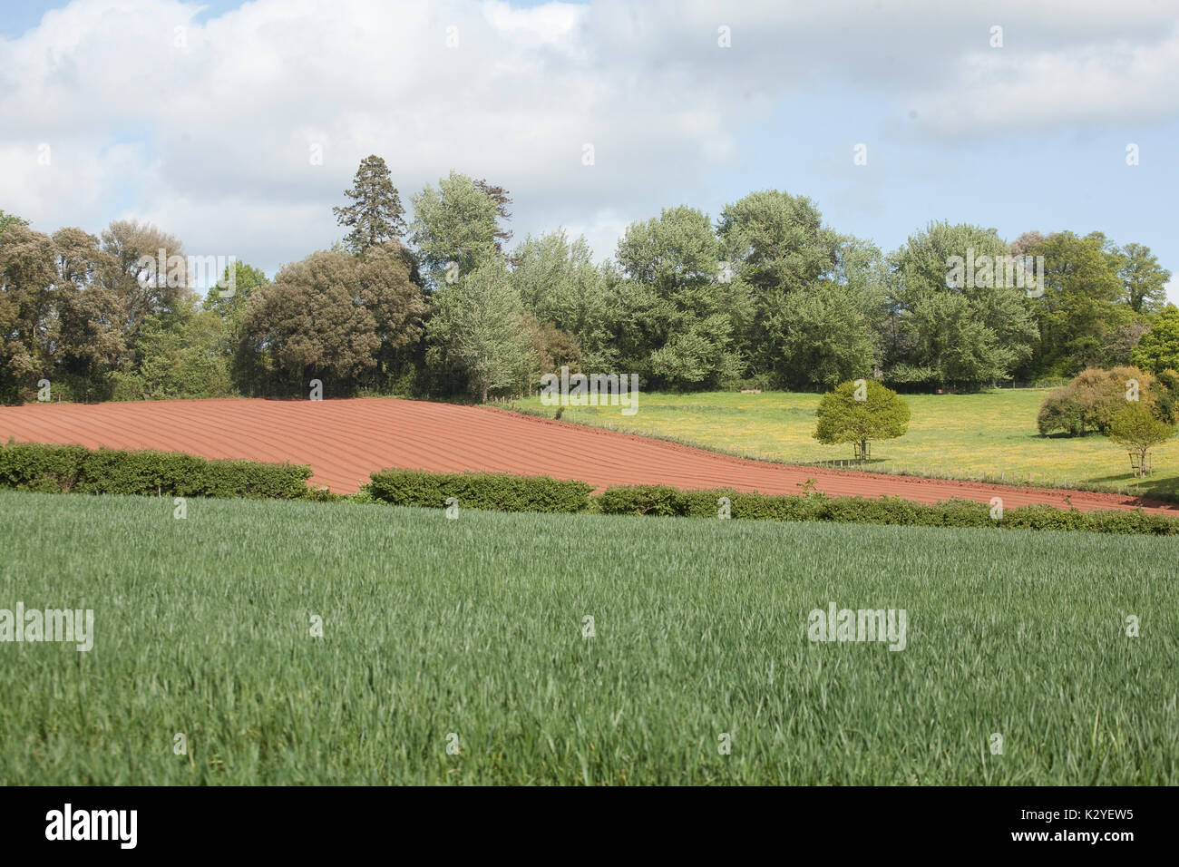 Wheat growing in the winter in Killerton, Devon Stock Photo