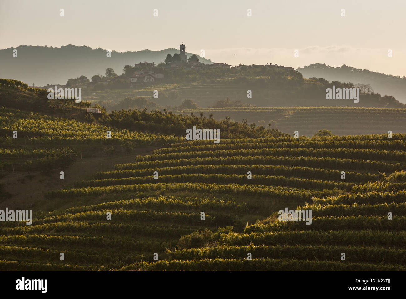 Goriška brda is a big vineyard region in western Slovenia, near the border with Italy. They are known as Slovenian Tuscany and wine called Rebula. Stock Photo