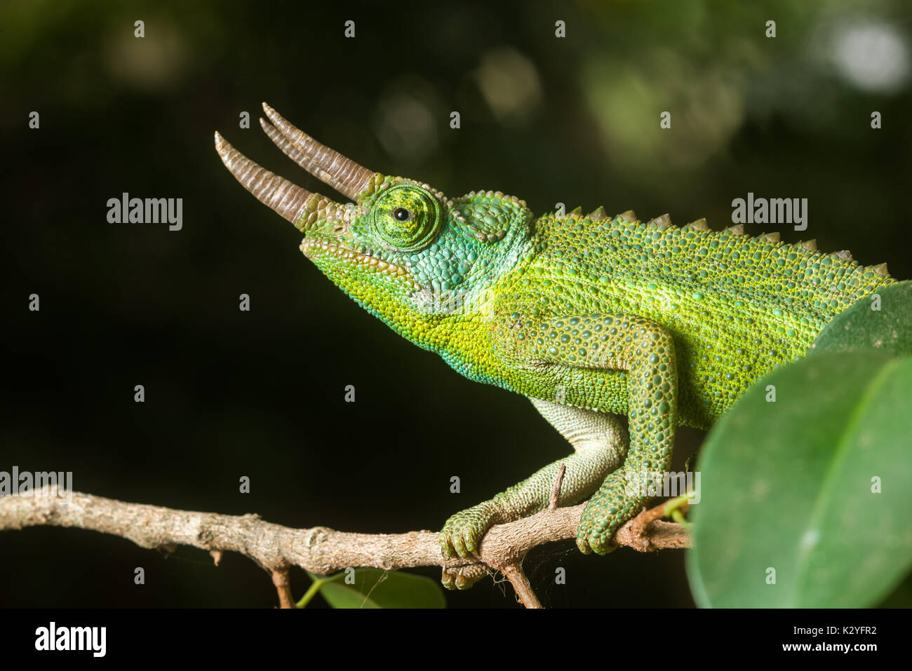 Male adult Jackson's chameleon (Trioceros jacksonii jacksonii) on branch, Nairobi, Kenya Stock Photo