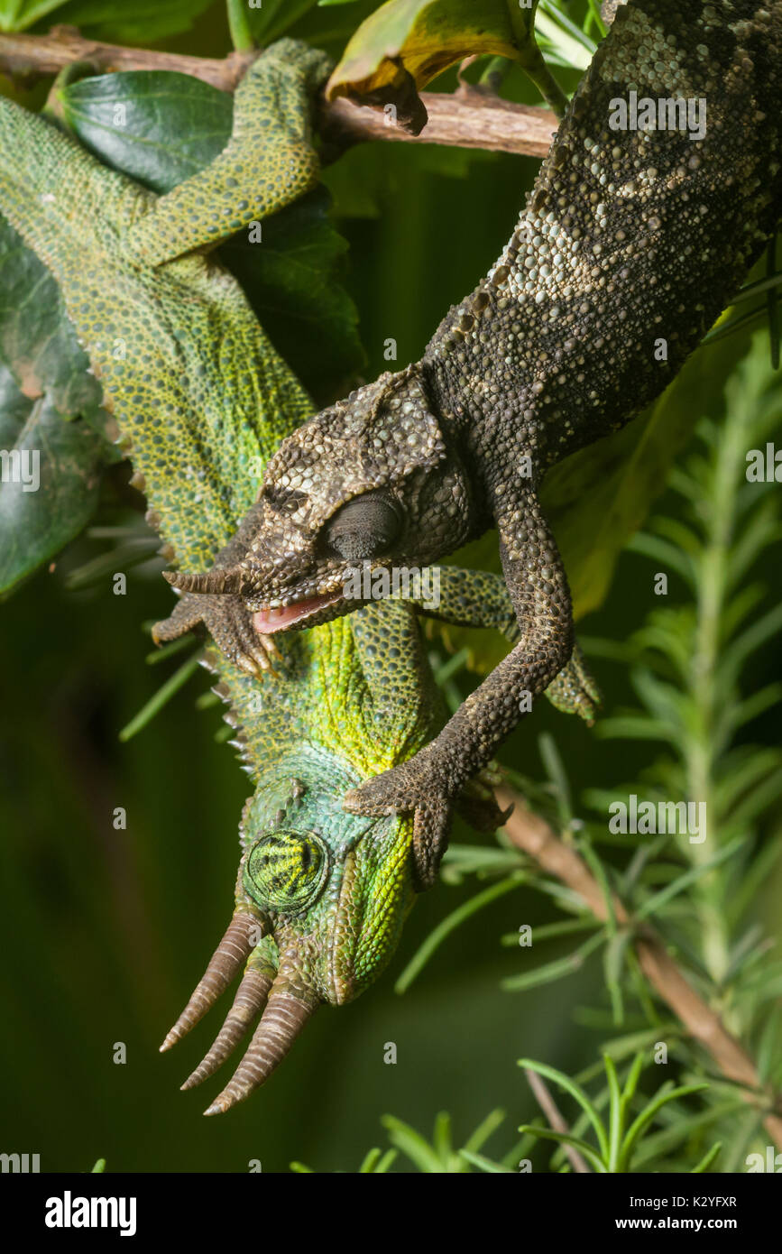 Male and female Jackson's chameleon (Trioceros jacksonii jacksonii) on branch, Nairobi, Kenya Stock Photo