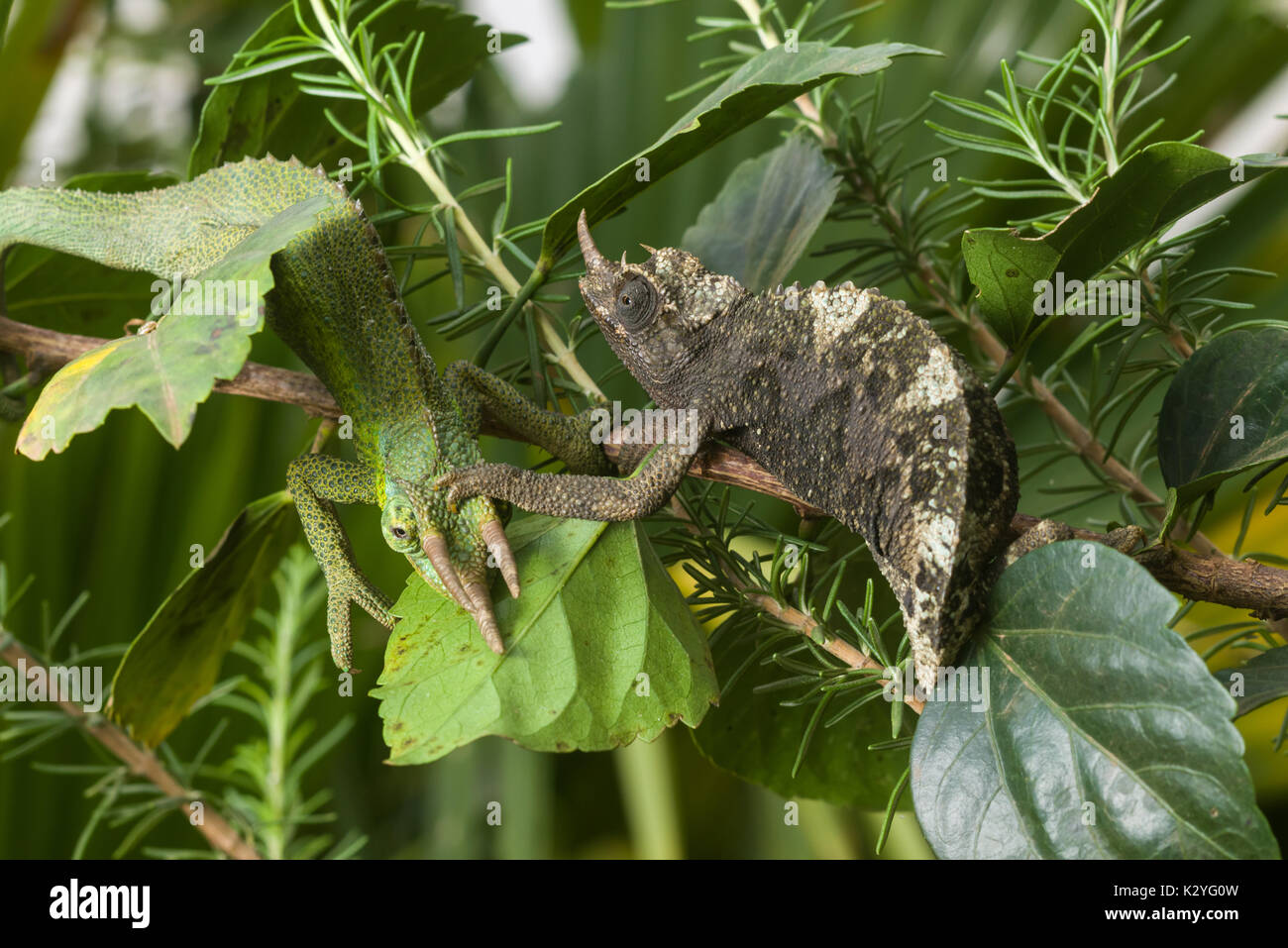 Female adult Jackson's chameleon (Trioceros jacksonii jacksonii) on branch, Nairobi, Kenya Stock Photo