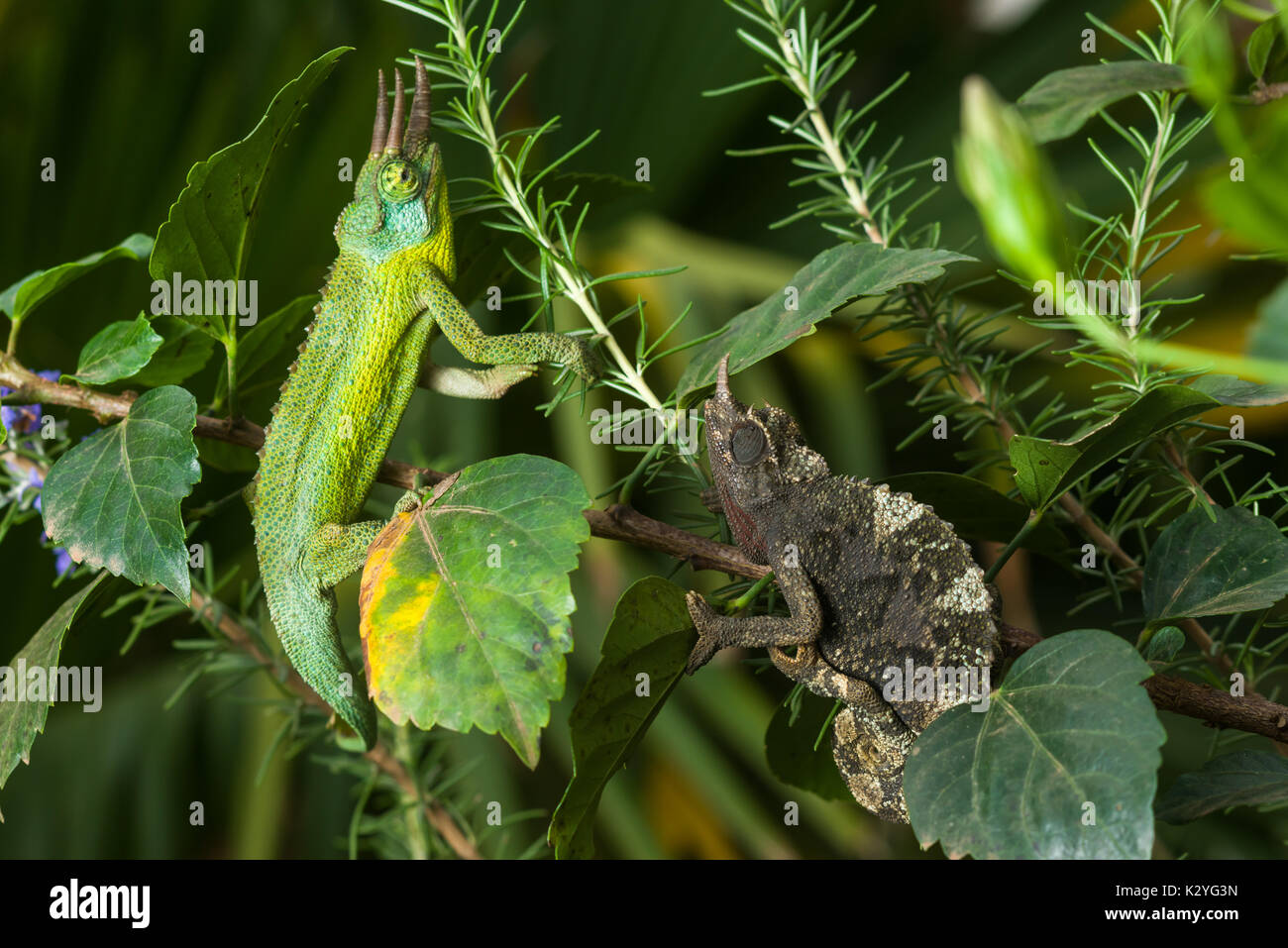 Male and female Jackson's chameleon (Trioceros jacksonii jacksonii) on branch, Nairobi, Kenya Stock Photo