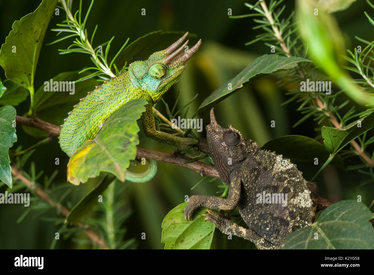 Male and female Jackson's chameleon (Trioceros jacksonii jacksonii) on branch, Nairobi, Kenya Stock Photo