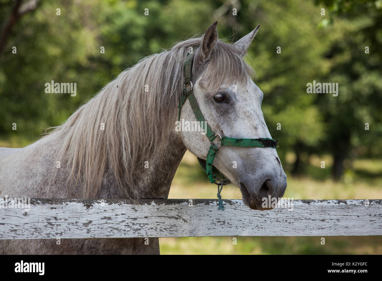 Lipizzaner horses originally coming from the small village of Lipica in Slovenia. Stallions and Mayors are still breed for the centuries. Stock Photo