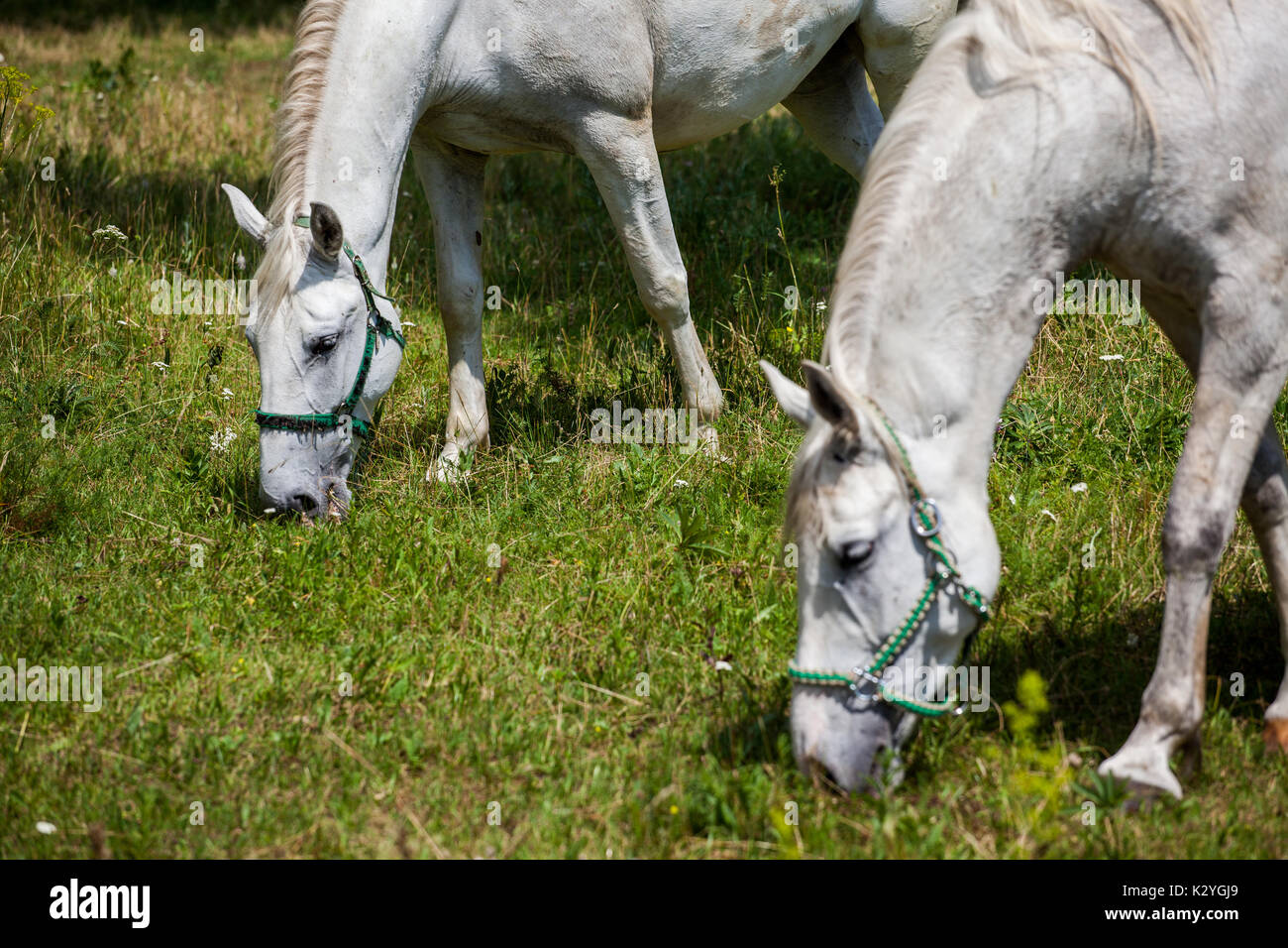 Lipizzaner horses originally coming from the small village of Lipica in Slovenia. Stallions and Mayors are still breed for the centuries. Stock Photo