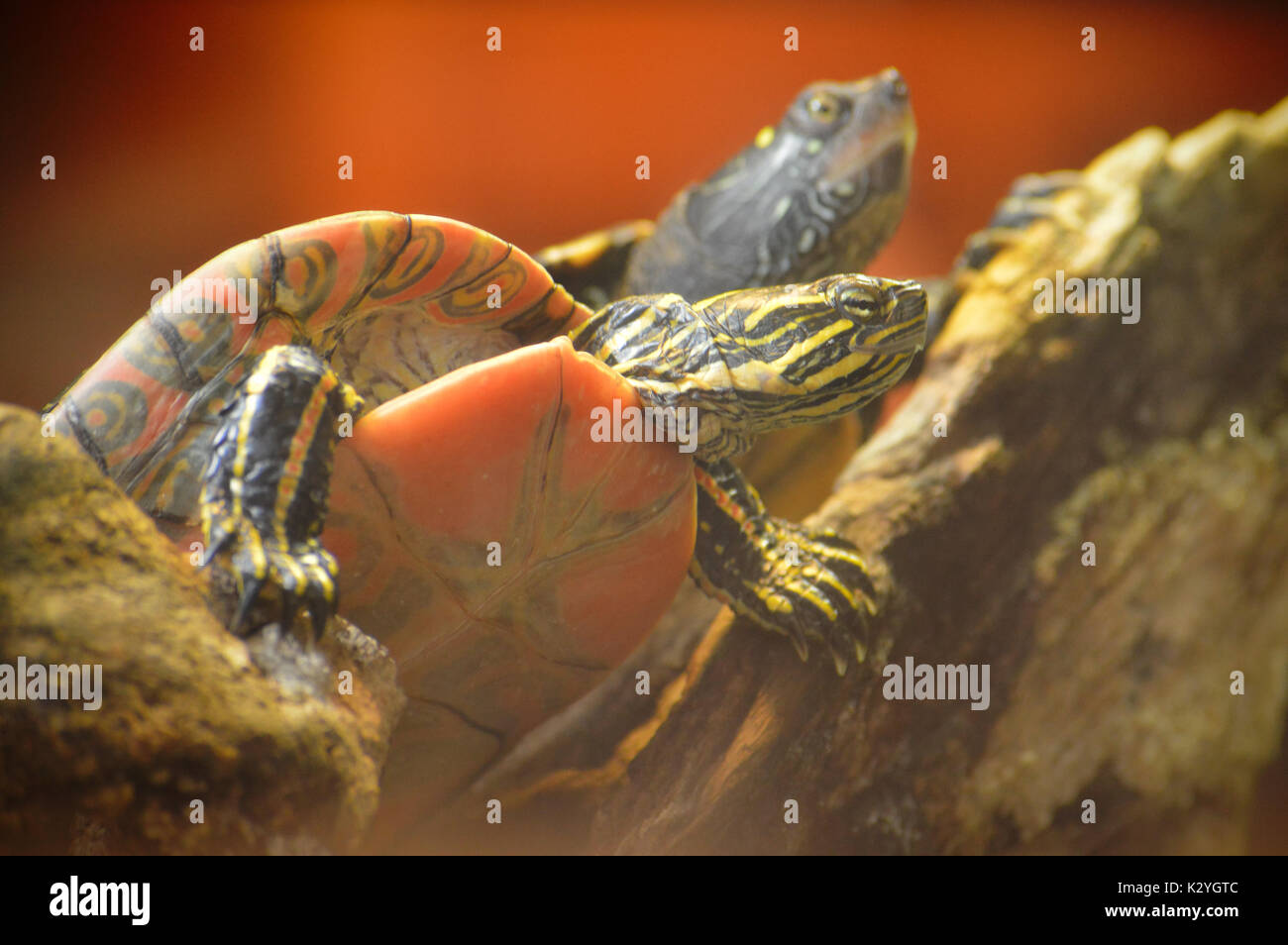 Painted Turtle Stock Photo