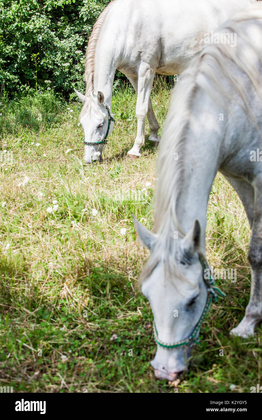 Lipizzaner horses originally coming from the small village of Lipica in Slovenia. Stallions and Mayors are still breed for the centuries. Stock Photo