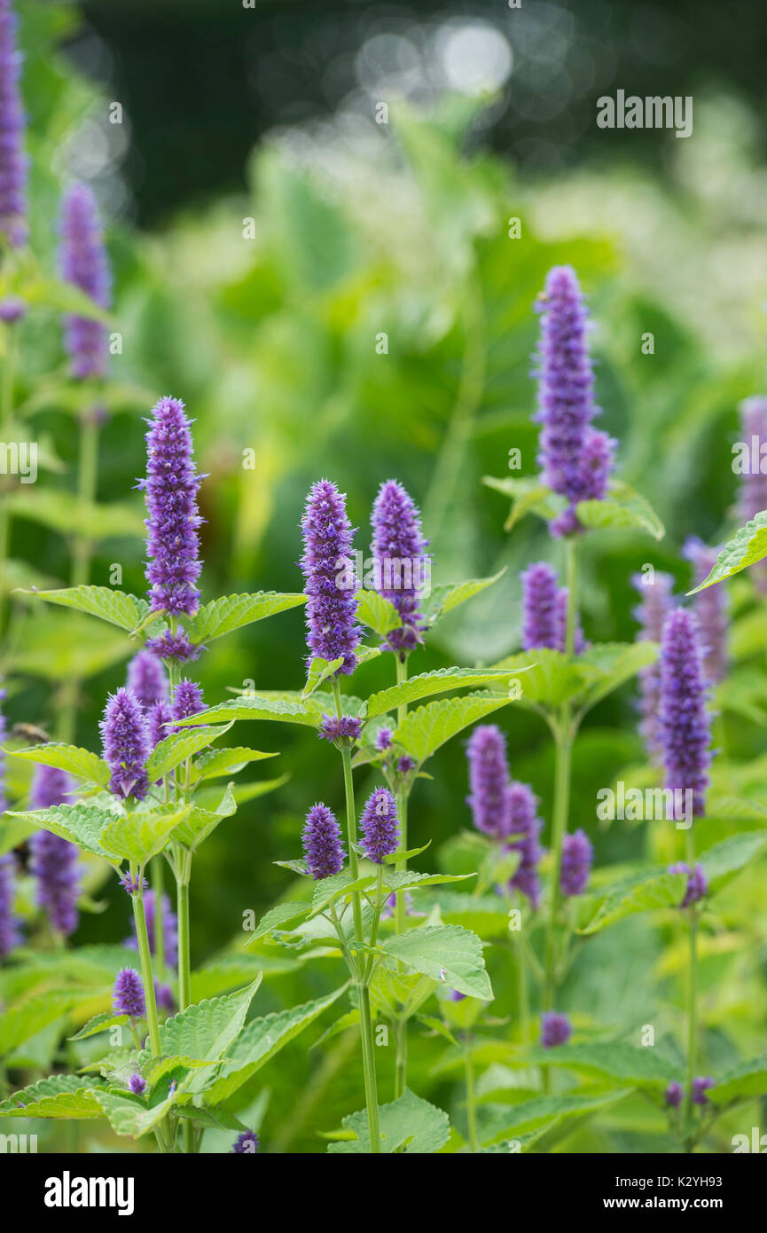 Anise hyssop hires stock photography and images Alamy