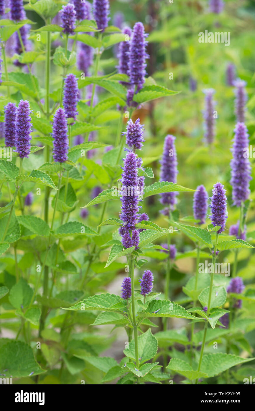 Agastache foeniculum. Anise hyssop in a herb garden. UK Stock Photo Alamy