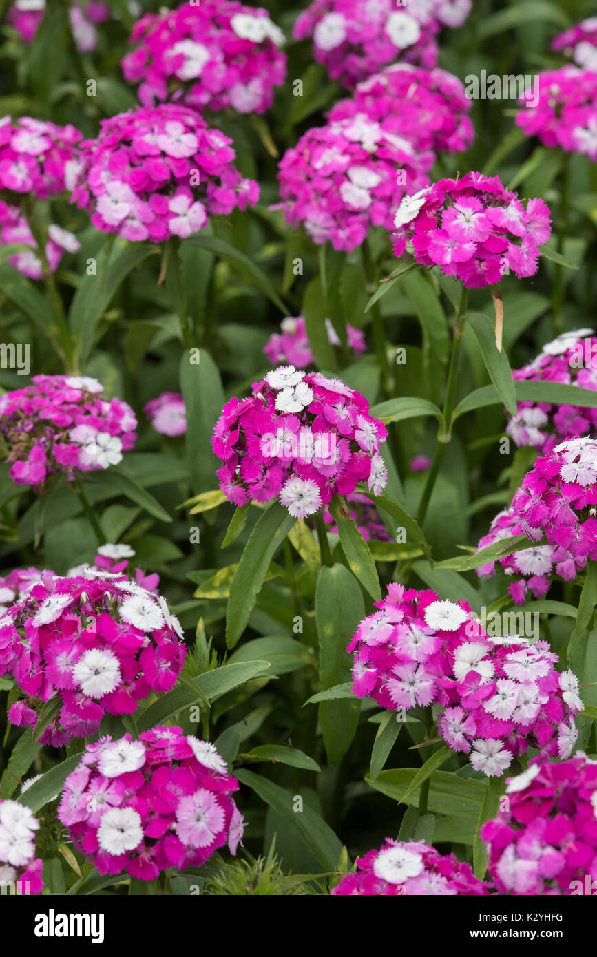 Dianthus barbatus ‘Dash Magician’. Sweet William flowers Stock Photo