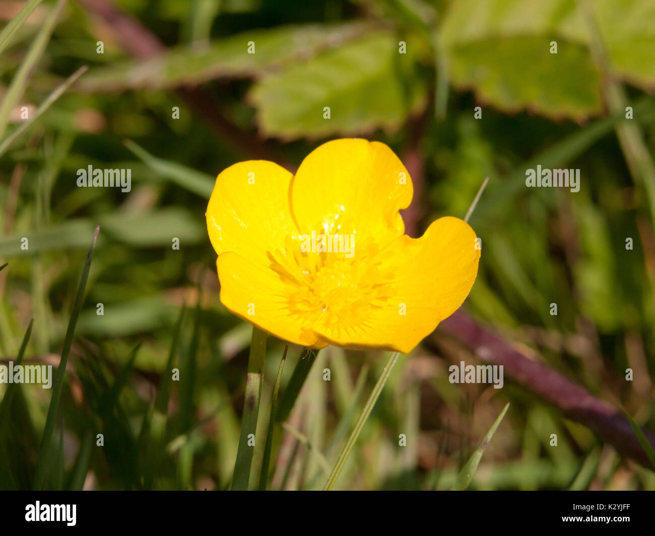 close up single yellow buttercup flower petals Ranunculus; England; UK Stock Photo