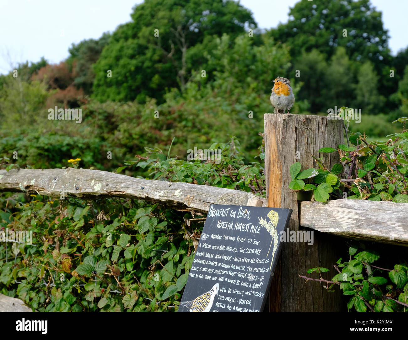 Juvenile Robin (Erithacus rubecula) conveniently sitting near a blackboard about bird breakfasts. UK Stock Photo