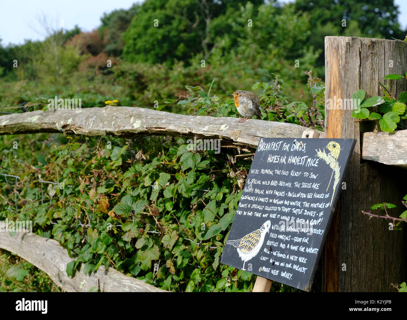 Juvenile Robin (Erithacus rubecula) conveniently sitting near a blackboard about bird breakfasts. UK Stock Photo