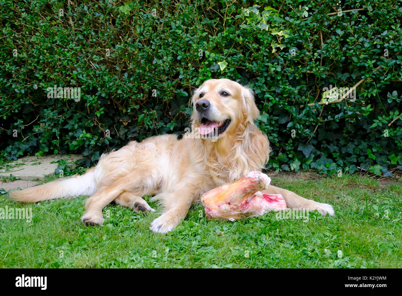 Adult male Golden Retriever dog with huge bone Stock Photo