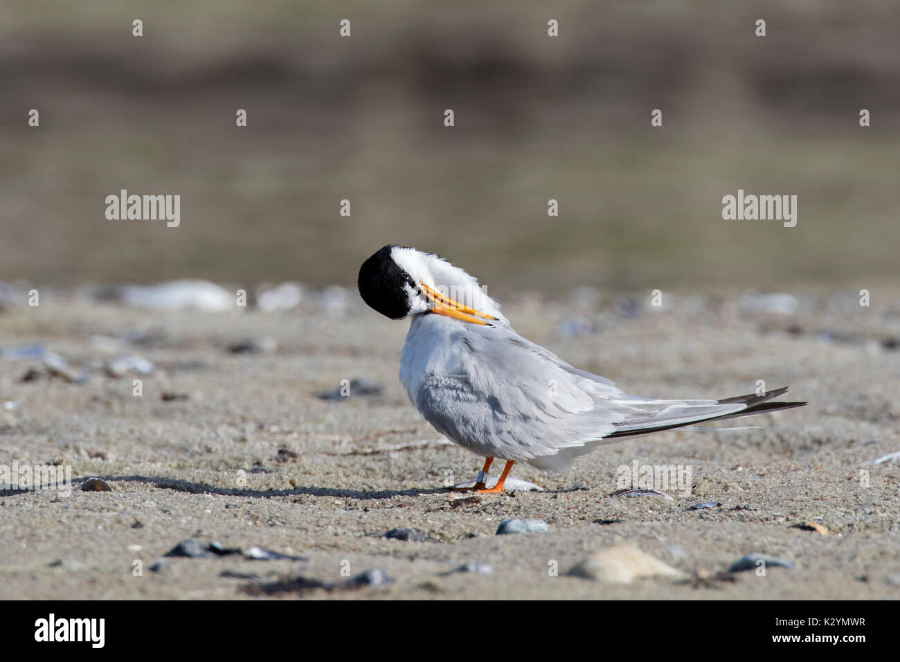 Little tern (Sternula albifrons / Sterna albifrons) preening its feathers on the beach in summer Stock Photo