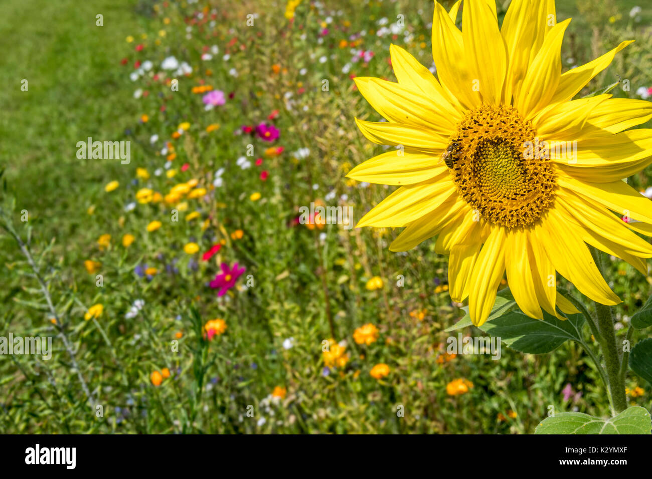 Sunflower and colourful wildflowers in wildflower zone bordering grassland, planted to attract and help bees, butterflies and other pollinators Stock Photo