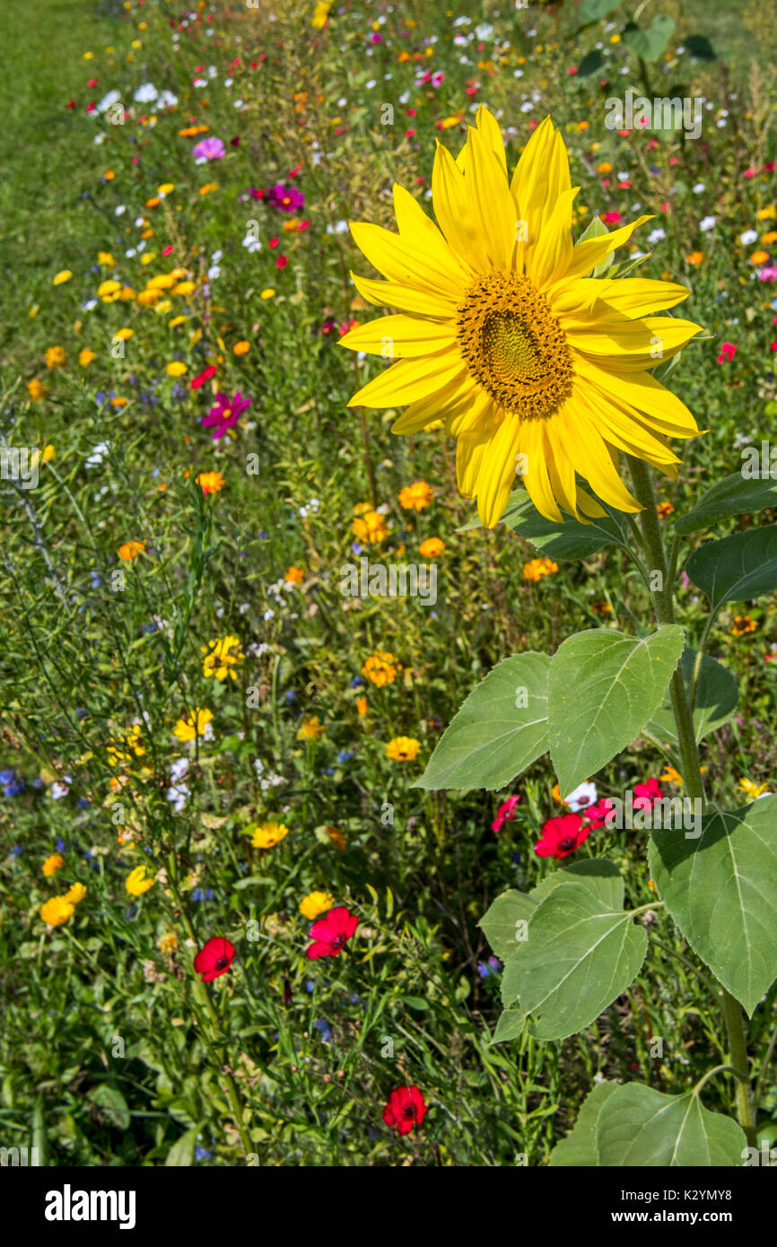 Sunflower and colourful wildflowers in wildflower zone bordering grassland, planted to attract and help bees, butterflies and other pollinators Stock Photo