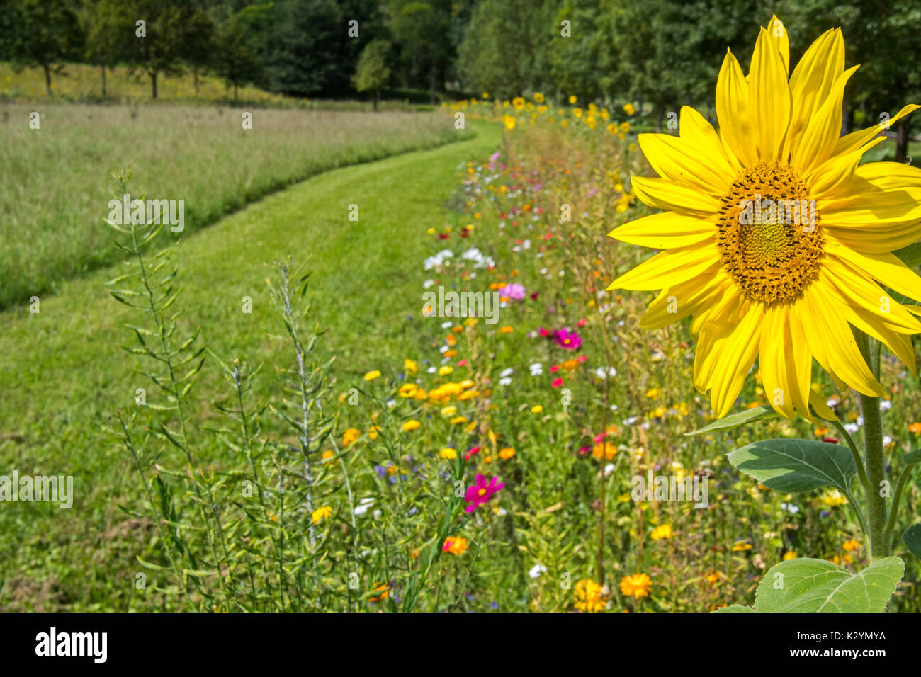 Sunflower and colourful wildflowers in wildflower zone bordering grassland, planted to attract and help bees, butterflies and other pollinators Stock Photo