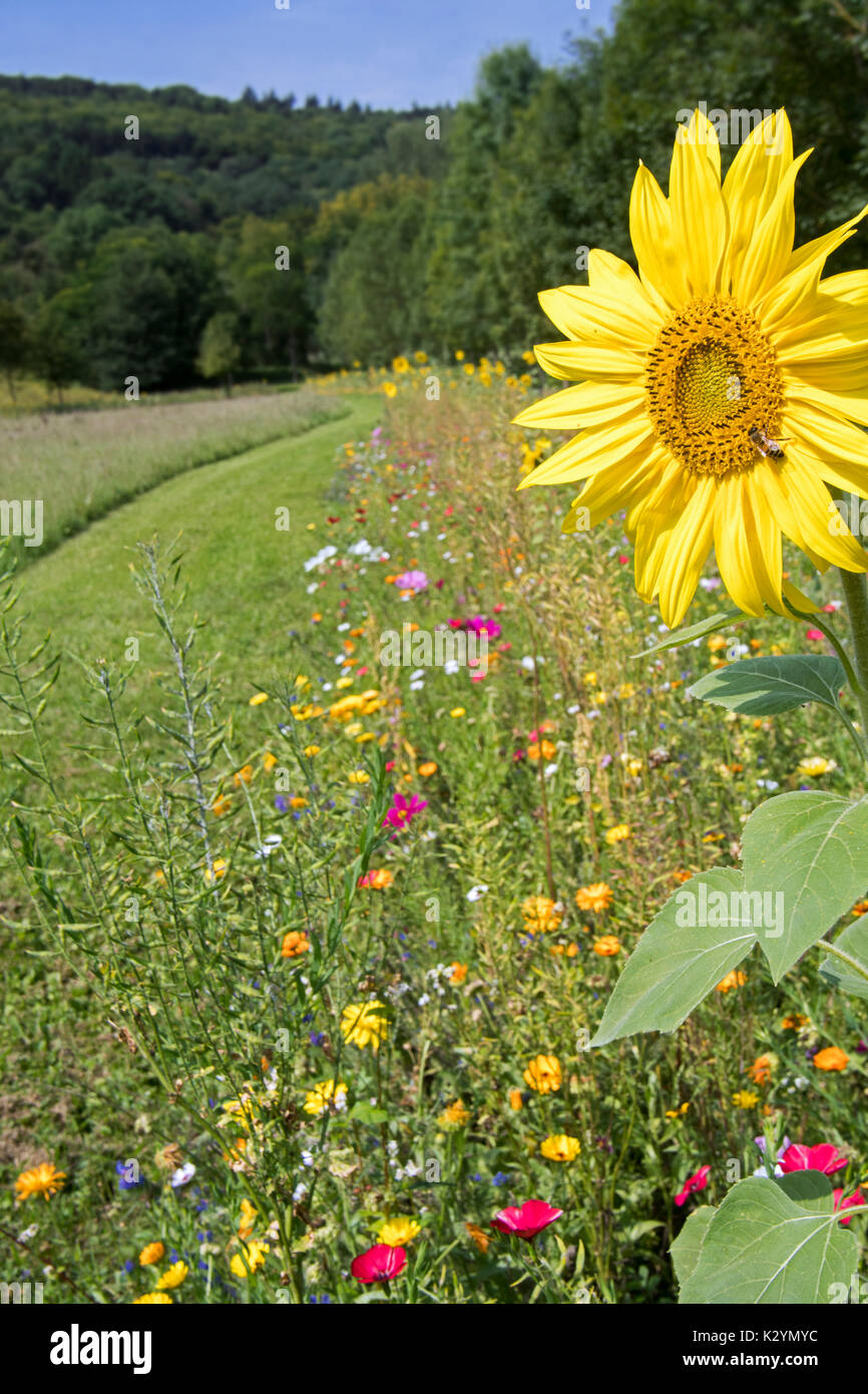 Sunflower and colourful wildflowers in wildflower zone bordering grassland, planted to attract and help bees, butterflies and other pollinators Stock Photo