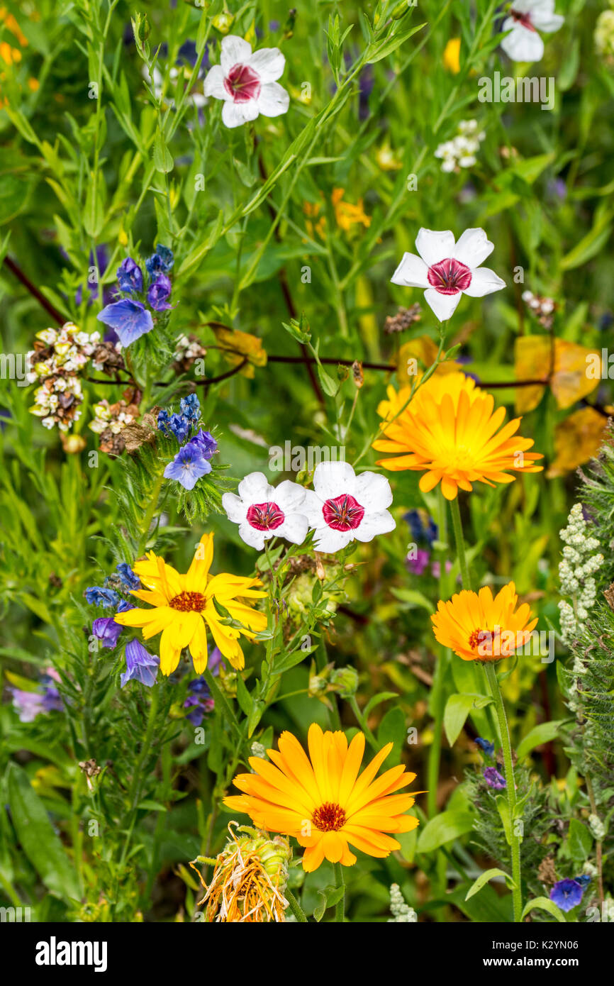 Mixture of colourful wildflowers in wildflower zone bordering grassland, planted to attract and help bees, butterflies and other pollinators Stock Photo