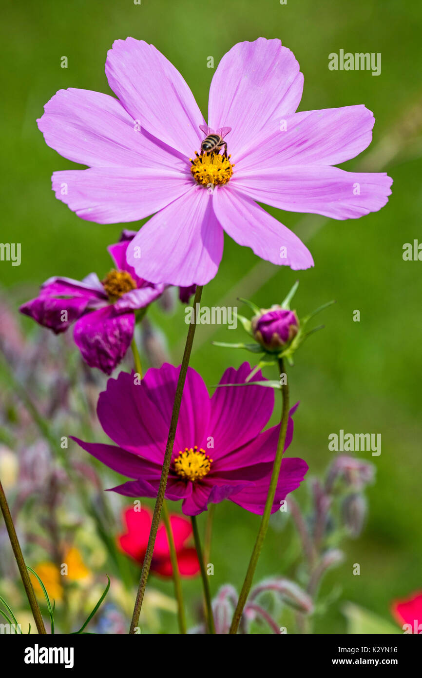 Mixture of colourful wildflowers in wildflower zone bordering grassland, planted to attract and help bees, butterflies and other pollinators Stock Photo